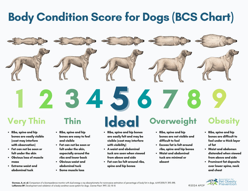 Body Condition Score Chart